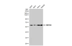 Anti-NR1H4 antibody used in Western Blot (WB). GTX117553