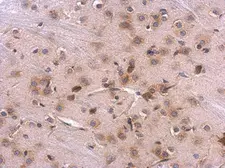 Anti-RPL8 antibody used in IHC (Paraffin sections) (IHC-P). GTX117934