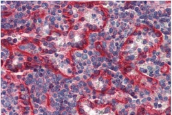 Anti-HLA-E antibody [MEM-E/07] used in IHC (Paraffin sections) (IHC-P). GTX11820