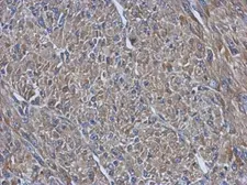 Anti-PRPSAP2 antibody [N2C3] used in IHC (Paraffin sections) (IHC-P). GTX118643