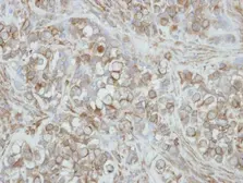 Anti-PCDHA3 antibody [N1N2], N-term used in IHC (Paraffin sections) (IHC-P). GTX118920