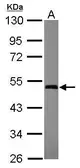 Anti-GTPBP3 antibody [C1C3] used in Western Blot (WB). GTX119019