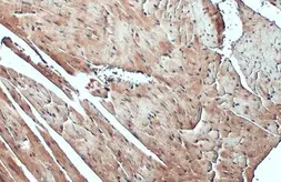 Anti-FBXL17 antibody [C1C3] used in IHC (Paraffin sections) (IHC-P). GTX119211