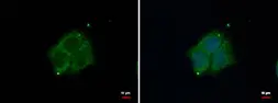 Anti-Dab1 antibody [N1N3] used in Immunocytochemistry/ Immunofluorescence (ICC/IF). GTX119336