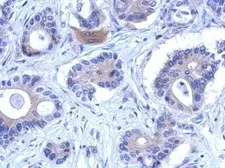 Anti-ENOSF1 antibody [N1C2] used in IHC (Paraffin sections) (IHC-P). GTX119464
