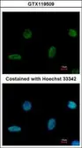 Anti-PGBD1 antibody [N1N3] used in Immunocytochemistry/ Immunofluorescence (ICC/IF). GTX119509
