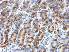 Anti-CYB5R1 antibody [N3C3] used in IHC (Paraffin sections) (IHC-P). GTX119589