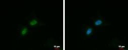 Anti-FAM115A antibody used in Immunocytochemistry/ Immunofluorescence (ICC/IF). GTX120201