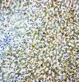 Anti-Monoamine Oxidase B antibody used in IHC (Paraffin sections) (IHC-P). GTX12021