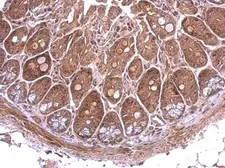 Anti-Nop25 antibody used in IHC (Paraffin sections) (IHC-P). GTX120303