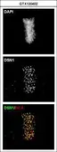 Anti-DSN1 antibody [N3C3] used in Immunocytochemistry/ Immunofluorescence (ICC/IF). GTX120402