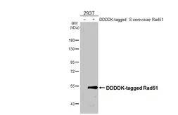 Anti-Rad51 antibody used in Western Blot (WB). GTX124162