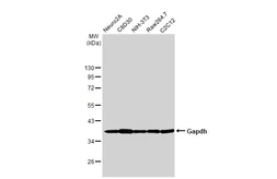 Anti-Gapdh antibody used in Western Blot (WB). GTX124502