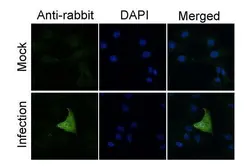 Anti-Influenza A virus PA protein antibody used in Immunocytochemistry/ Immunofluorescence (ICC/IF). GTX125933