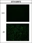 Anti-Japanese encephalitis virus NS2B antibody used in Immunocytochemistry/ Immunofluorescence (ICC/IF). GTX125972
