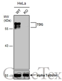 Anti-TDG antibody used in Western Blot (WB). GTX127975