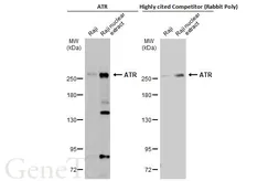 Anti-ATR antibody used in Western Blot (WB). GTX128146