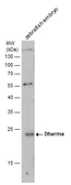 Anti-Dharma antibody used in Western Blot (WB). GTX128289