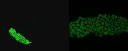 Anti-Ctsl1b antibody used in IHC (Whole mount) (IHC-Wm). GTX128324