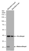 Anti-Bmp4 antibody used in Western Blot (WB). GTX128348