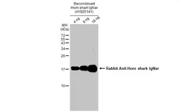 Rabbit Anti-Horn shark IgNar antibody. GTX128444