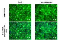 Anti-eNOS (phospho Ser1177) antibody used in Immunocytochemistry/ Immunofluorescence (ICC/IF). GTX129058