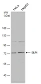 Anti-ELF1 antibody used in Western Blot (WB). GTX129201