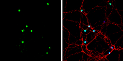 Anti-Neurogenin 2 antibody used in Immunocytochemistry/ Immunofluorescence (ICC/IF). GTX129258