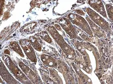 Anti-C1D antibody used in IHC (Paraffin sections) (IHC-P). GTX129439