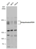 Anti-PER1 antibody used in Western Blot (WB). GTX129596