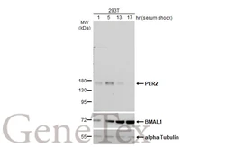 Anti-PER2 antibody used in Western Blot (WB). GTX129688
