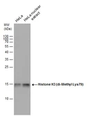 Anti-Histone H3K79me2 (Di-methyl Lys79) antibody used in Western Blot (WB). GTX129776