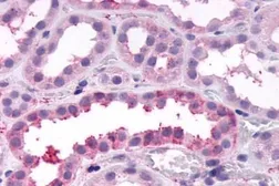 Anti-Frizzled 4 antibody used in IHC (Paraffin sections) (IHC-P). GTX12992