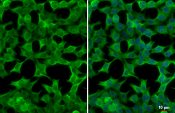 Anti-CSDA antibody used in Immunocytochemistry/ Immunofluorescence (ICC/IF). GTX130052