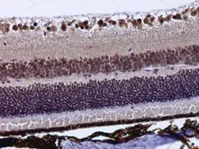 Anti-POU4F3 antibody used in IHC (Paraffin sections) (IHC-P). GTX130748