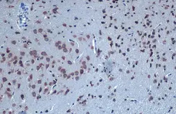 Anti-GABA A Receptor alpha 6 antibody used in IHC (Paraffin sections) (IHC-P). GTX130947