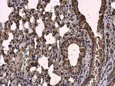 Anti-SC35 antibody used in IHC (Paraffin sections) (IHC-P). GTX130950