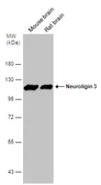 Anti-Neuroligin 3 antibody used in Western Blot (WB). GTX131085