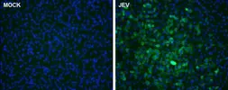 Anti-Japanese encephalitis virus NS5 antibody used in Immunocytochemistry/ Immunofluorescence (ICC/IF). GTX131360