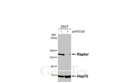 Anti-Raptor antibody used in Western Blot (WB). GTX131508