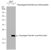 Anti-West Nile virus NS4A protein antibody used in Western Blot (WB). GTX131957