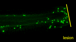 Anti-Lyz antibody used in IHC (Whole mount) (IHC-Wm). GTX132379