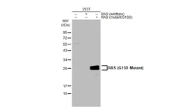 Anti-RAS (G13D Mutant) antibody used in Western Blot (WB). GTX132410
