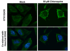 Anti-ATG9B antibody used in Immunocytochemistry/ Immunofluorescence (ICC/IF). GTX132439