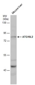 Anti-ATG16L2 antibody used in Western Blot (WB). GTX132583