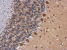 Anti-BDNF antibody used in IHC (Paraffin sections) (IHC-P). GTX132621