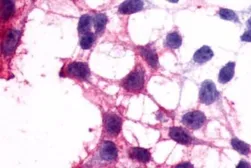 Anti-P2Y12 antibody used in Immunocytochemistry/ Immunofluorescence (ICC/IF). GTX13373