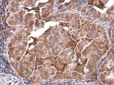 Anti-PLCB2 antibody used in IHC (Paraffin sections) (IHC-P). GTX133765