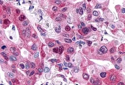 Anti-P2Y6 antibody used in IHC (Paraffin sections) (IHC-P). GTX13391