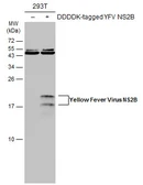 Anti-Yellow Fever virus NS2B Protein antibody used in Western Blot (WB). GTX134028